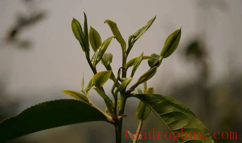 What are the advantages of the internal substances in Yunnan large-leaf tea?-2
