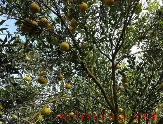 How to Distinguish the Authenticity and Quality of Xinhui Citrus Peel?-2