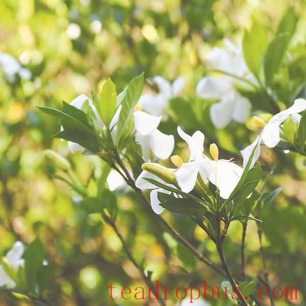 Fuding Gardenia-1