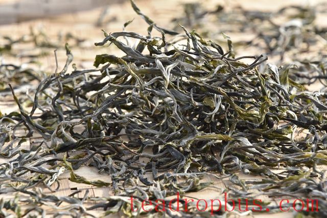 Pasha Spring Tea Price for 2024 How Much?-3