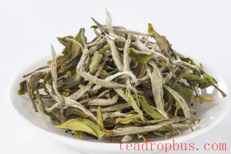 Fuding White Tea Knowledge Compilation: Loose Leaf or Cake Tea, Which to Choose?-1