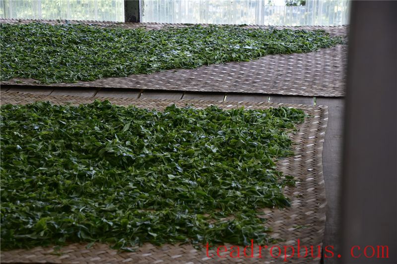 Wilt, the Soul of White Tea Processing-2