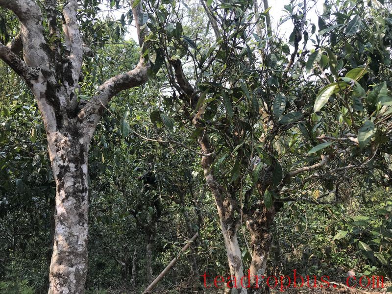 Puer Spring Tea from Ancient Trees: Characteristics-3