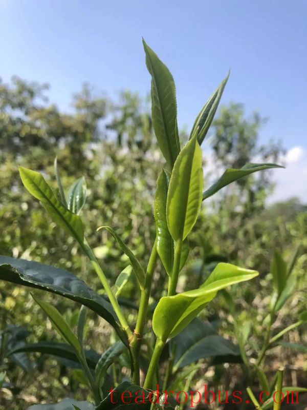 How Experts Choose Raw Pu'er Tea That Ages Well-6