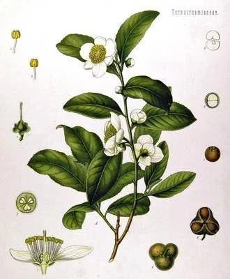 Tea Efficacies in Traditional Chinese Herbal Medicine and Formularies-1