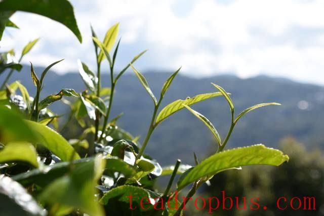 What Are the Benefits of Drinking Spring Tea!-1