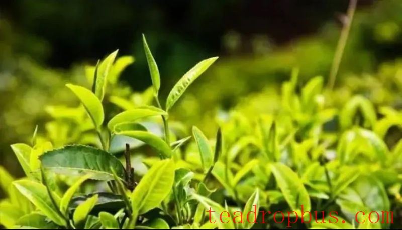 Puer Tea Culture of Menghai County ①-1