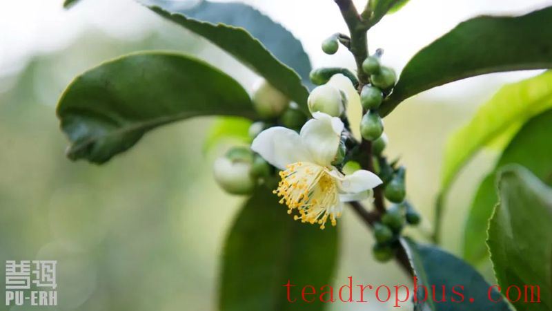 Lowering Blood Sugar, Pu'er Tea is the Professional Choice-4