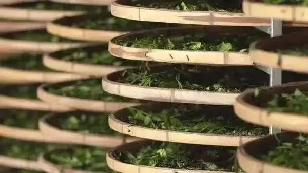 Wilt, the Soul of White Tea Processing-3