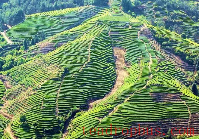 What is Putuo Buddhist Tea?-1
