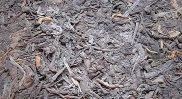 Still Confused About Moldy Tea, Still Confused About Moldy Tea,