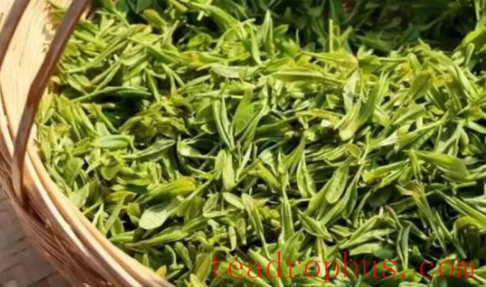 White Horse Maojian Tea: A Rare Delicacy Among Green Teas, Savoring the Fresh Aroma of Millennia-2