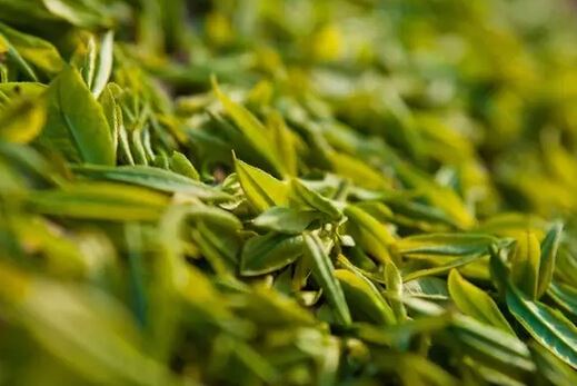 Don't Drink Just Any Tea: Nine Types of Tea Can Cause Illness-5-ChinaTeaGuru: Exploring Chinese Tea Culture and Kung Fu Tea - Tea Art, Tea Ceremony, Tea Knowledge Don't Drink Just Any Tea: Nine Types of Tea Can Cause Illness-5