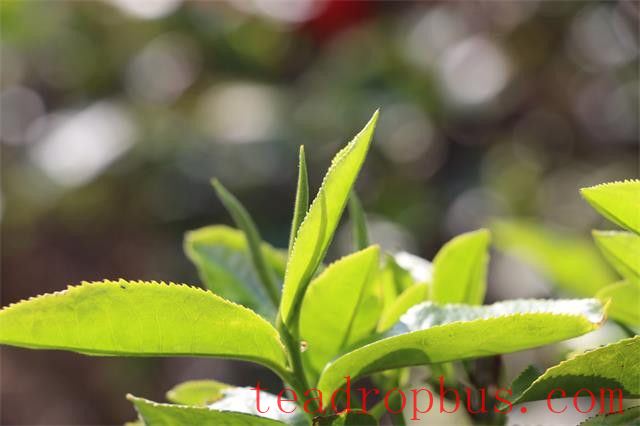 The Functions and Benefits of Tea Polyphenols-1