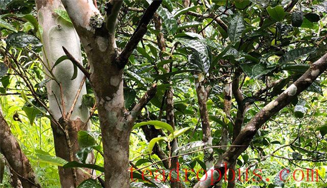 Yiwu Mahhei Ancient Tree Spring Tea Price 2024-1