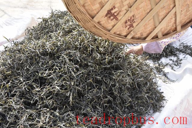 Zhang Family Team No. 3 2024 Spring Tea Prices-1
