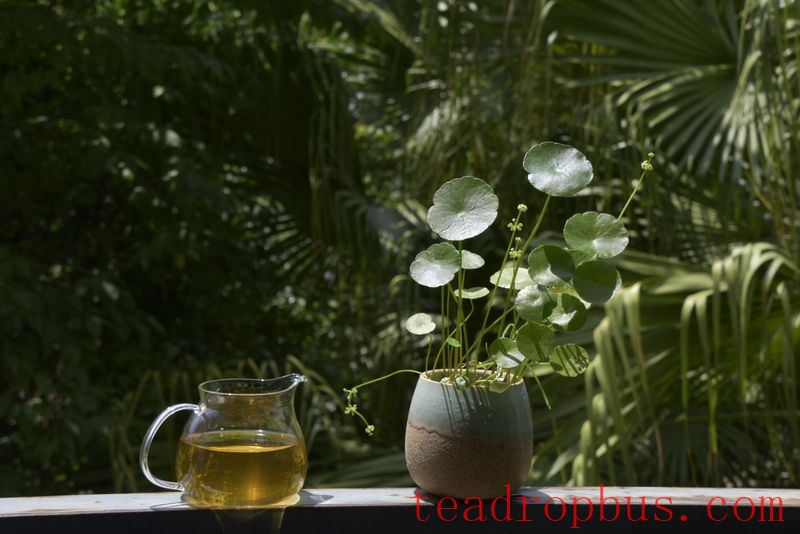 How to Select Raw Pu'er Tea?-2