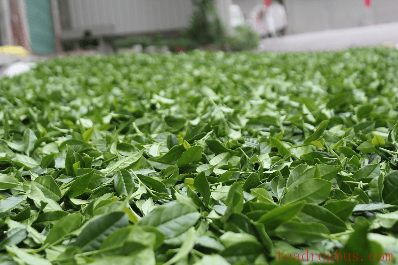 Why is Oolong Tea Called Oolong? Unveiling the Story Behind the Name-2