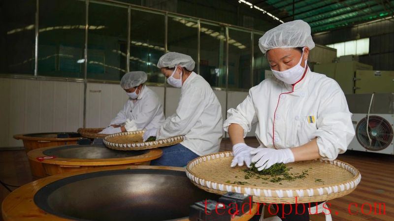 Wuchuan Large Tree Tea is also known as Wuchuan Tall Tree Tea-6