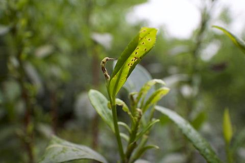 Tea leaves bitten by insect