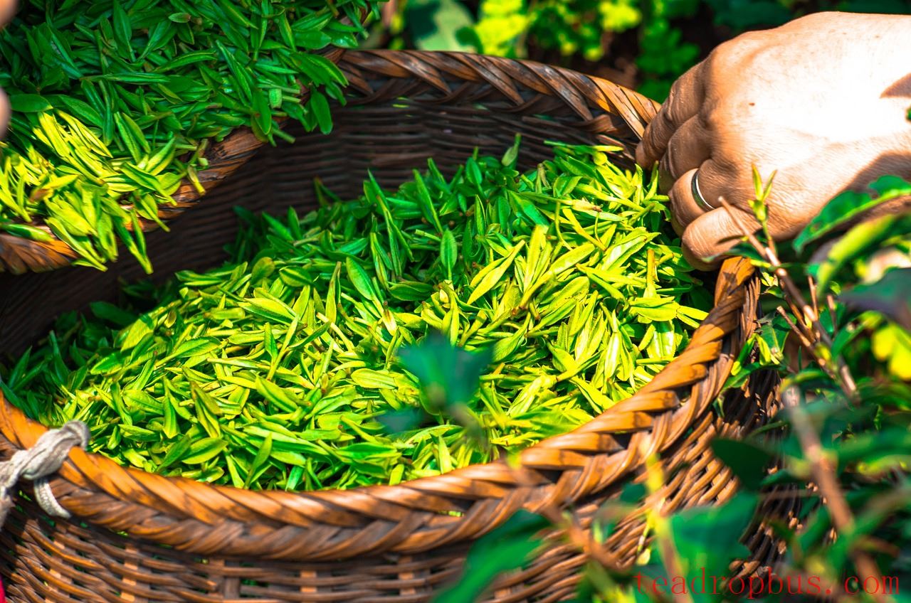 Which is Better, Pre-Qingming Tea or Pre-Grain Rain Tea?-3