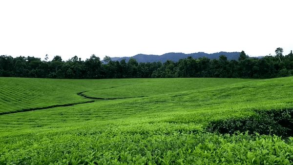 Mengding Yellow Bud: The Supreme of Yellow Teas, from Mengding Mountain in Sichuan-2