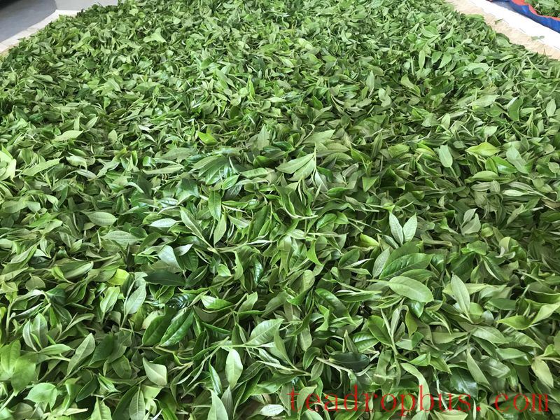 Price of 2024 Mengsong Huzhuliangzi Spring Tea-2