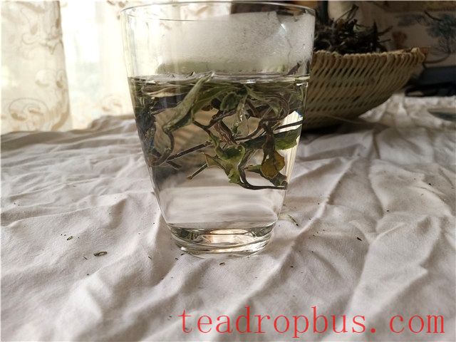 Does White Tea Cool the Body or Cause Heatiness?-3