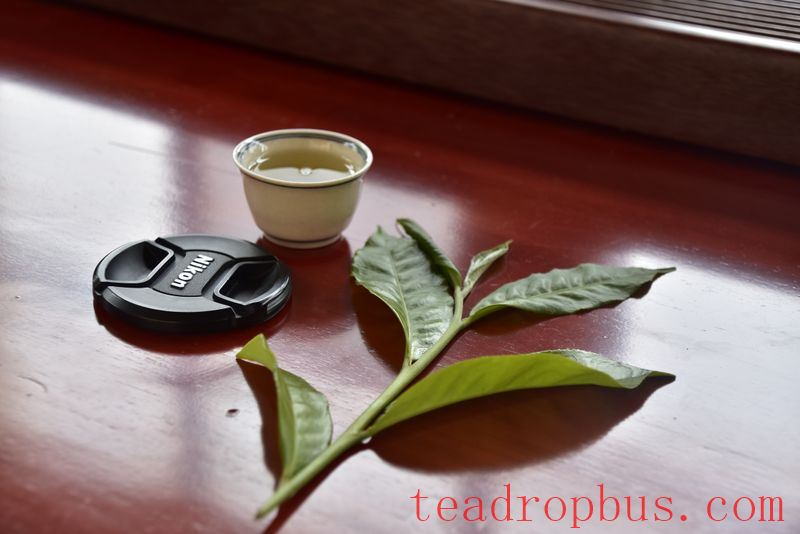 What Category Does Ancient Tree Tea Belong To?-3