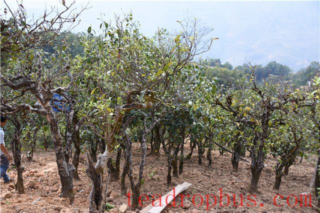 How to Identify Whether Your Tea is Ancient Tree Tea-1