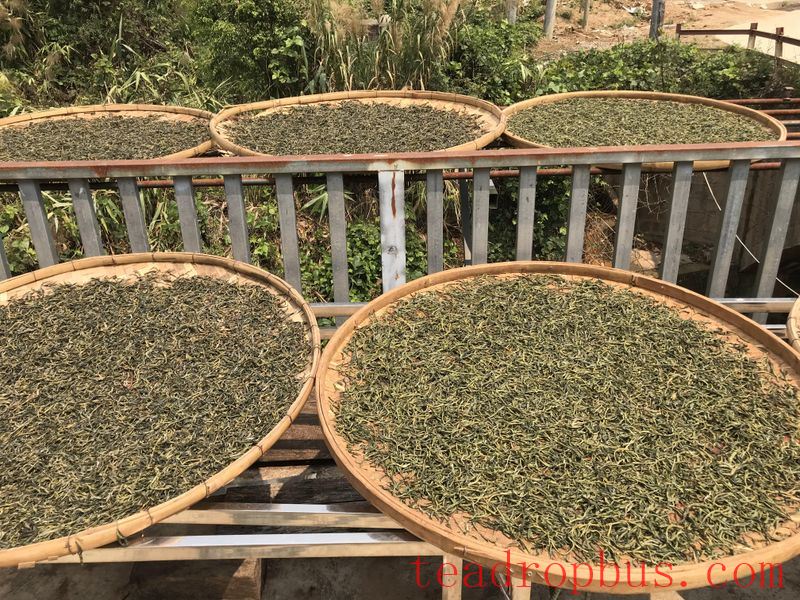 Features of the Yiwu Baihua Tan Ancient Tree Tea-2