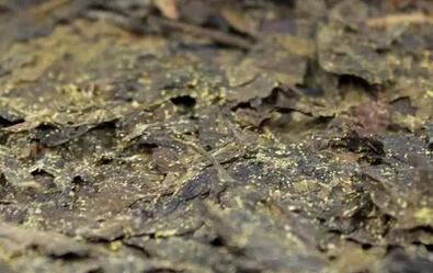 Still Confused About Moldy Tea, Still Confused About Moldy Tea,