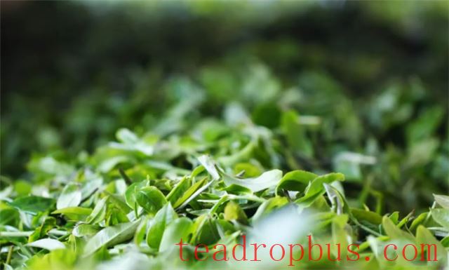 How to Distinguish the Authenticity and Quality of Pu'er Tea