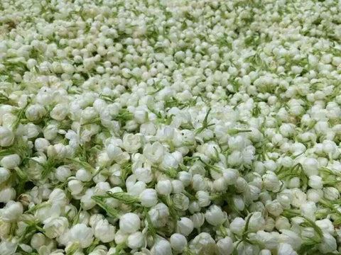 Jasmine flowers