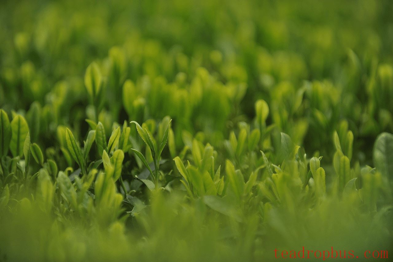 Which is Better, Pre-Qingming Tea or Pre-Grain Rain Tea?-1