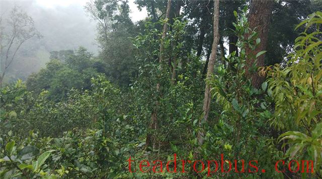 What Category Does Yiwu Tea Belong To?-1