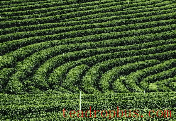 Mengding Yellow Bud: The Supreme of Yellow Teas, from Mengding Mountain in Sichuan-3