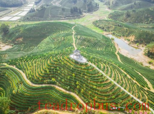 Investigating the Integration of Tea Culture, Industry, and Technology in Fujian Province-1