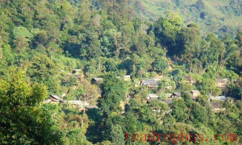 Tea Fragrance in Xishuangbanna: The Famous Pu'er Mountain - Mangsong Baotang-2