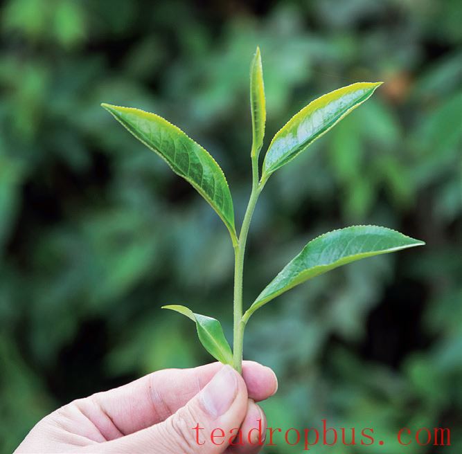 Sweet, Smooth, and Refreshingly Delicate: Mahei (Part 2)-3