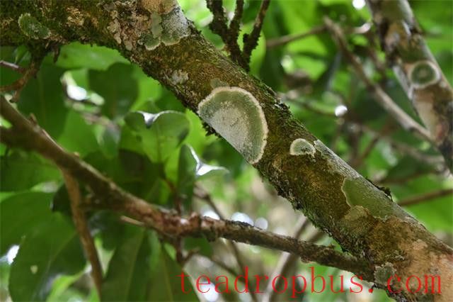 Where is the authentic origin of Pu'er tea?-2