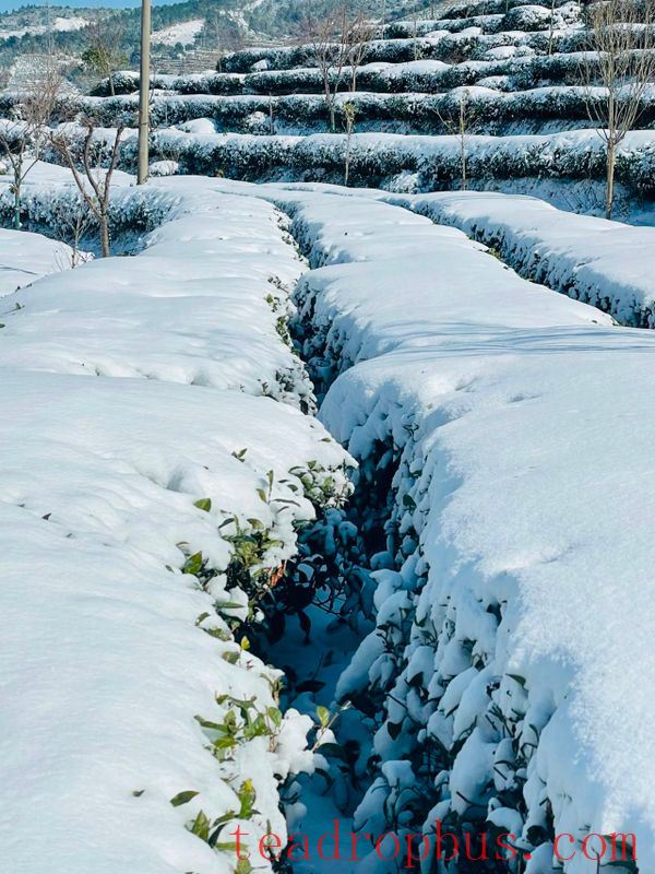 Fuding Tea Technicians Provide Cold Protection Advice in Tea Gardens-3
