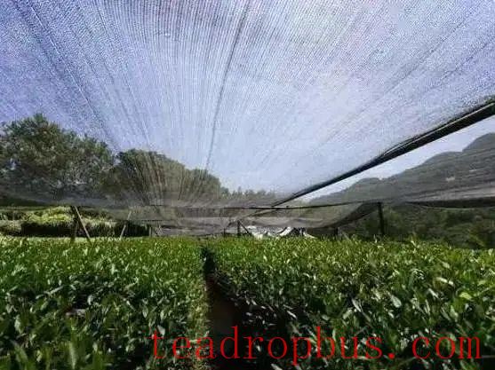 Unbearable Heat: Emergency Measures for Drought in Tea Gardens!-6