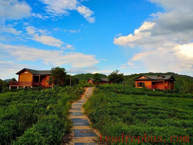 Pingli Town: Pioneering a New Era of High-Quality Development in the Tea Industry-1