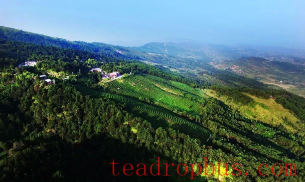 Exploring the Timeless Beauty of East Mountain for Longevity, Savoring the Gifted Tea of Longevity Island-2