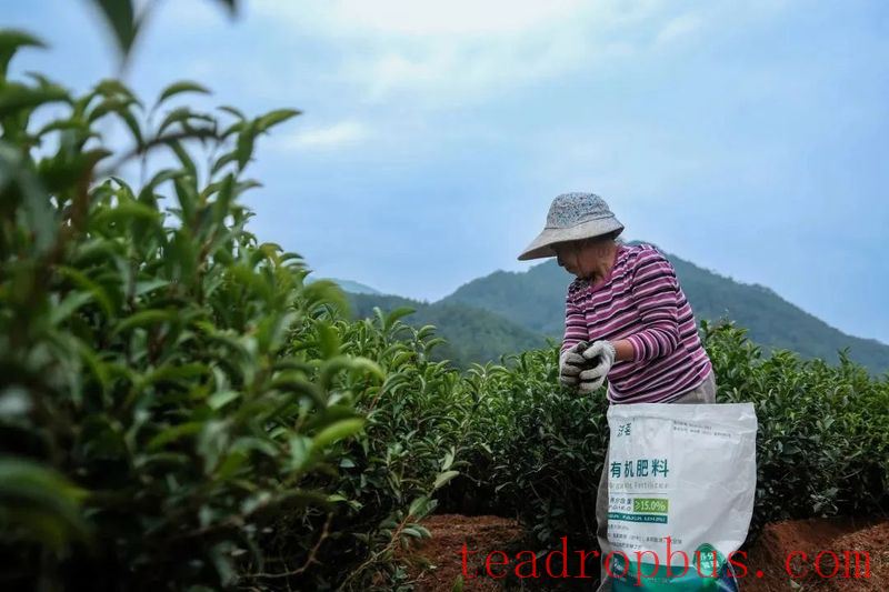 Summer Solstice Today! How Should Tea Gardens Cope with the Scorching Summer Heat?-6
