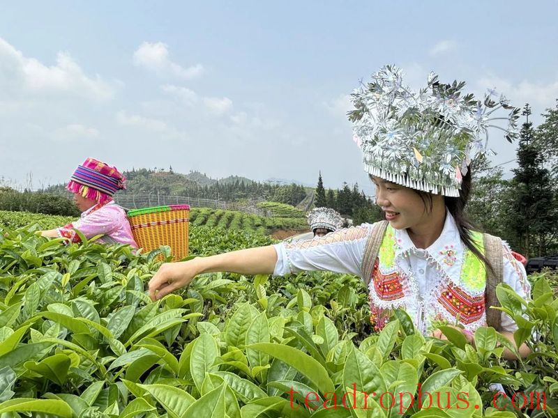 The Chronicles of Tea in Malipo (Part Five): A Tea Leaf's Monologue—This Fragrant Tea Comes from Malipo-2