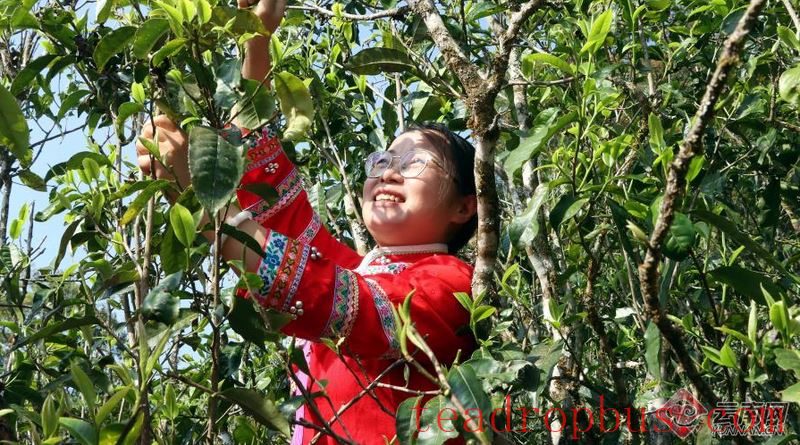 Military Sai Ethnic Township in Zhenkang, Yunnan: Tea Gardens Burst with New Green as Tea-Picking for Prosperity is in Full Swing-1