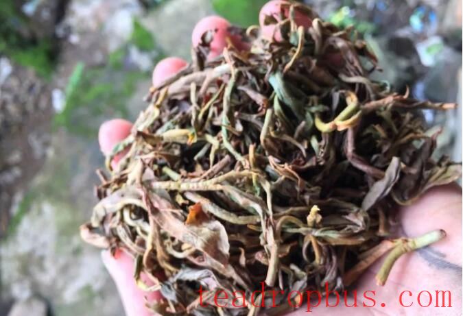 The Complete Process and Characteristics of Producing Sun-Dried Black Tea from Bada Mountain-7