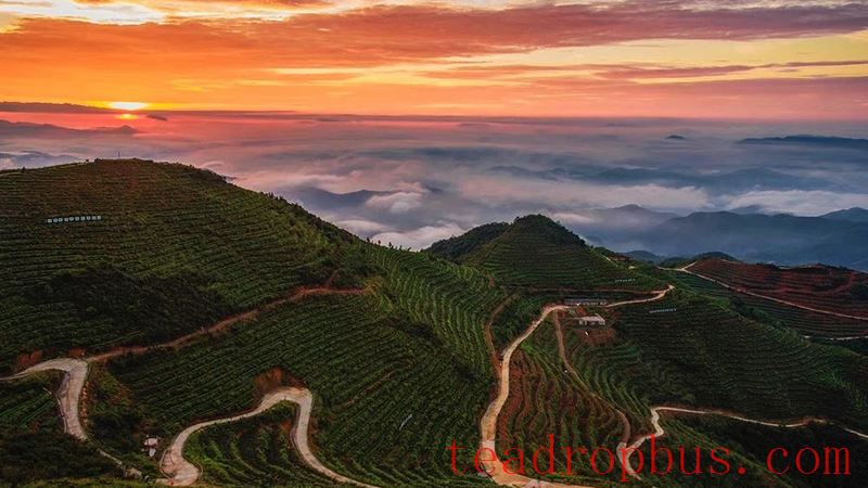 Guoxin Green Valley, One of the Top Ten Gold Medal Tea Estates in Anxi: The Romance and Poetry of Staying Amidst the Tea Garden-6